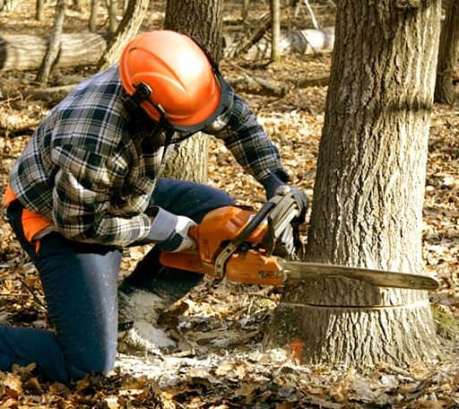 Tree Removal in Alton, IA